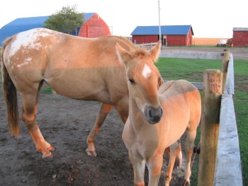 mare and colt