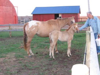 mare and colt
