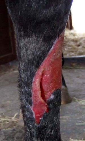 2/9/07 fore leg - colt