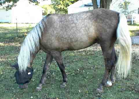 Indy Grazing At Home