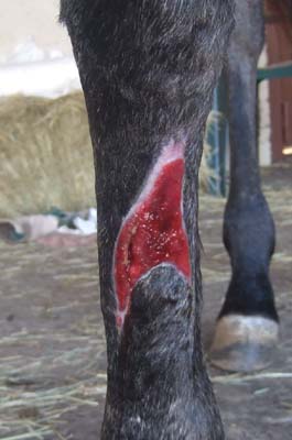 rt. leg colt 2/24/07