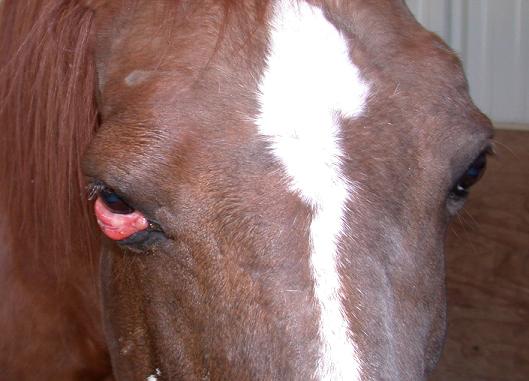 Mona eye 4 Mar 2007 front