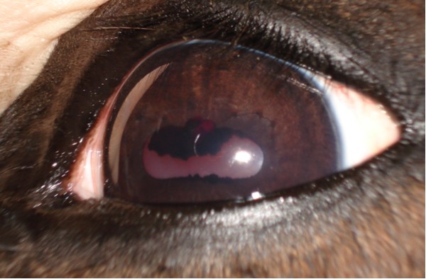 Contessa's Eye 3/3/07