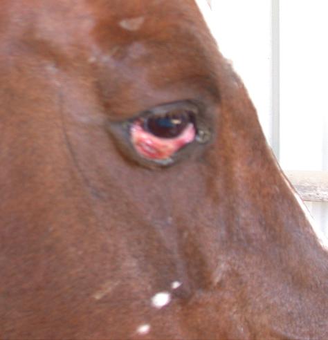 Mona's eye 5 Mar 2007 side