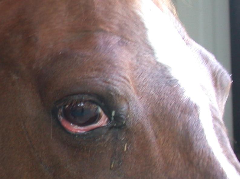 Mona's eye 9 Mar 2007 side