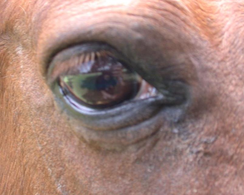 Mona eye 28 Mar 2007 12PM front