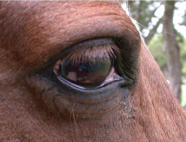 Mona eye 28 Mar 2007 12PM side