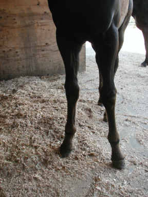 more foal legs