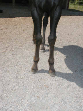 foal legs