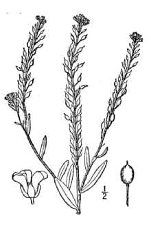 Hoary Alyssum, flowers at end of stalks are white.