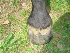 cleo's hoof
