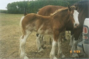 Clydesdale filly - rt hock (outer)