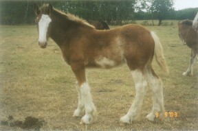 Clydesdale filly - rt hock (inner)