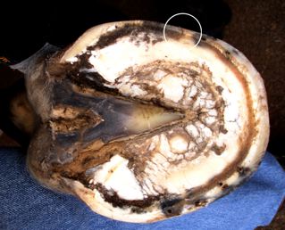 Bottom View 
