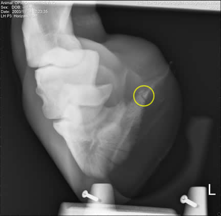coffin bone fracture 2