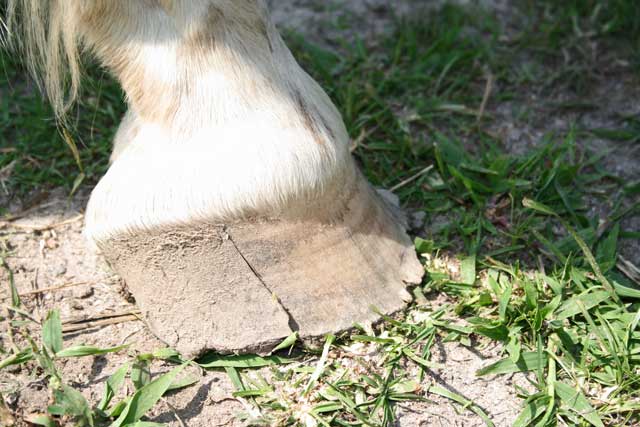Feet 2