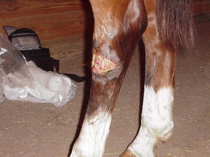 Leg wound, 16  days post injury