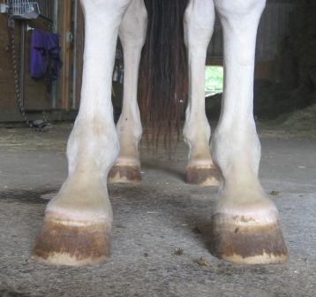 hooves front view