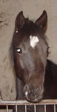 PicasoFilly