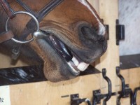 Say Cheese