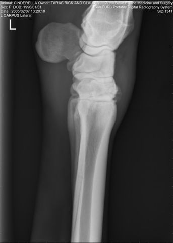 Radiograph of carpus