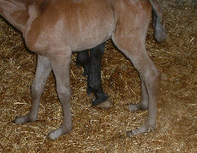 foal pasterns