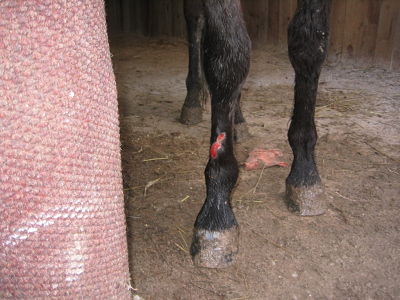 frontal view of laceration after hosing and exposure to air for 1-2 hours