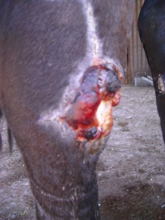 Honey's leg next morning after bandage removed17th April