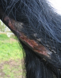image of tail