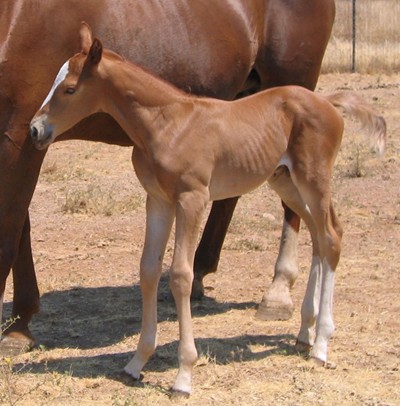 Cappy at 3 days old (2)