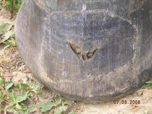 Hoof Defect