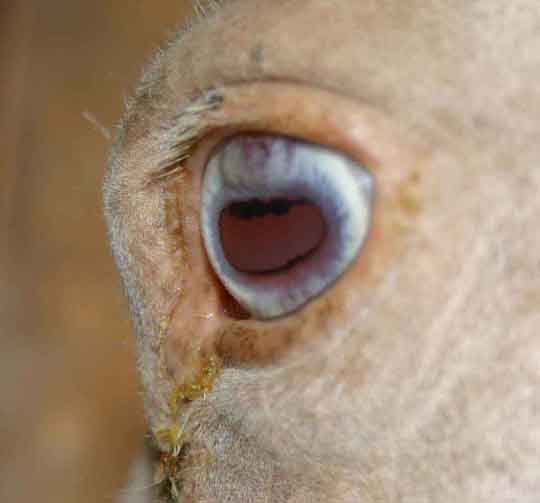left eye