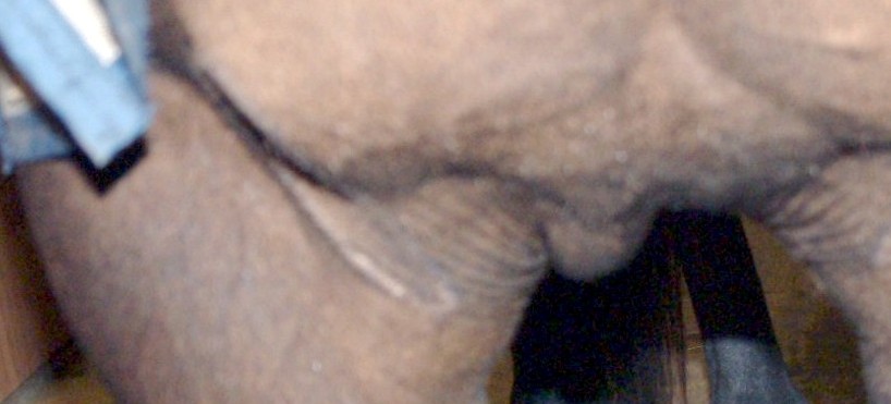 Chest Swelling - down between front legs