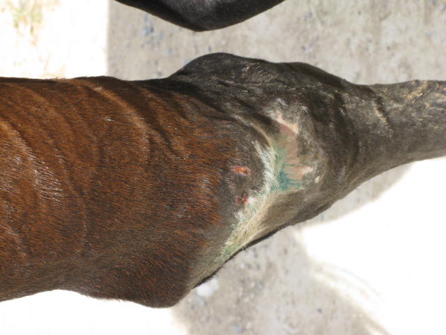Leg 1