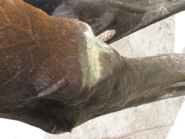 Leg 2