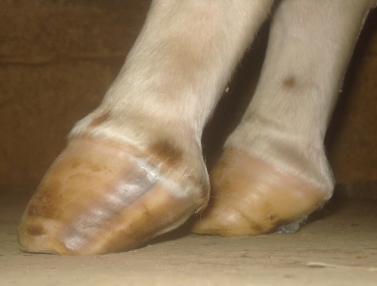 side hooves