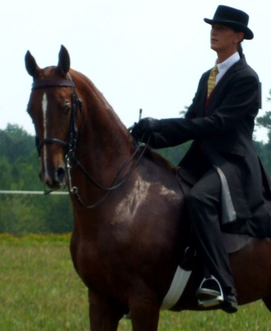 SADDLEBRED MARE