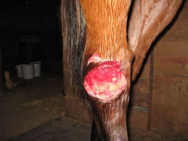 Hock View #1 (11-28-08)