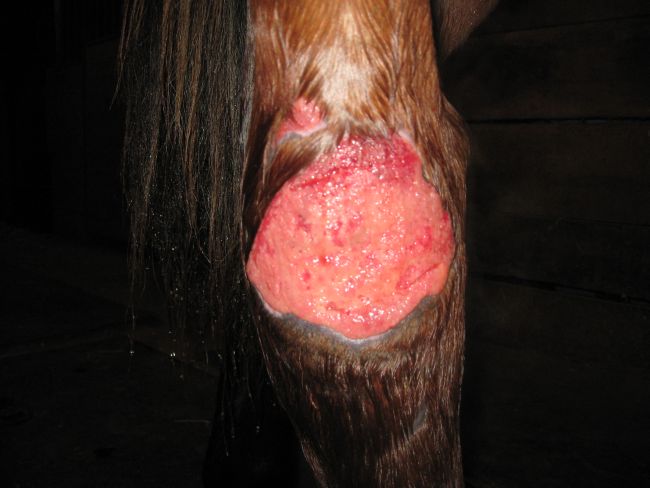 Hock Wound Picture 1 (12-04-08)