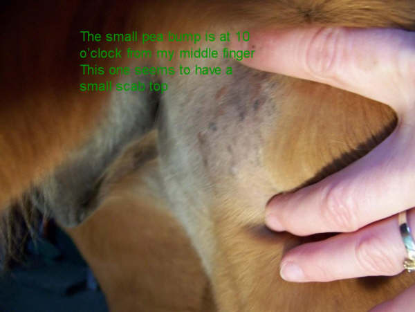 inner thigh small peas