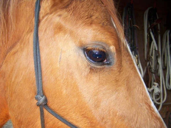 eye