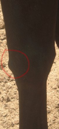 similar in shape, but my horse's are smaller and lower