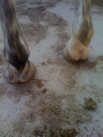 4 weeks ago before I switched to a new farrier