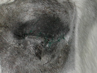 12 days post surgery