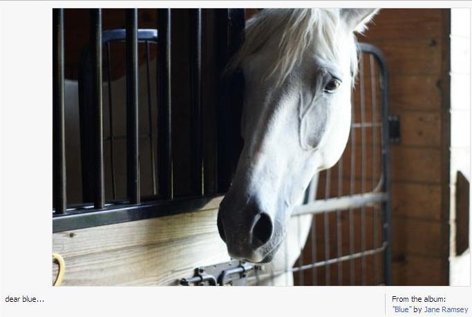 Blue watching the  Vet set-up the x-ray. 