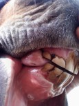 Gums & Bite