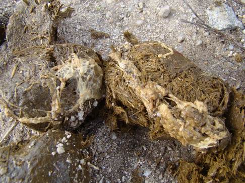 slimy manure