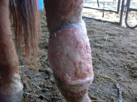 Before she ate proud flesh