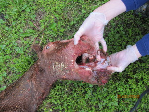 Stillborn Foal Growth