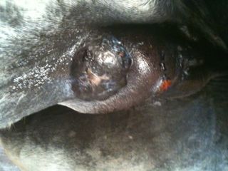 Katie's melanoma and mammary swelling